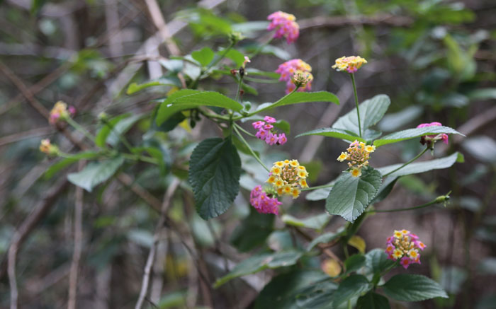 Up close and personal with flowering lantana (Lantana camara), which appears in most sections of the Dawn Road Reserve, sometimes as thickets. While this weed is not too difficult to remove by hand, when it forms a dense thicket, it is often left in place to provide shelter for small animals.