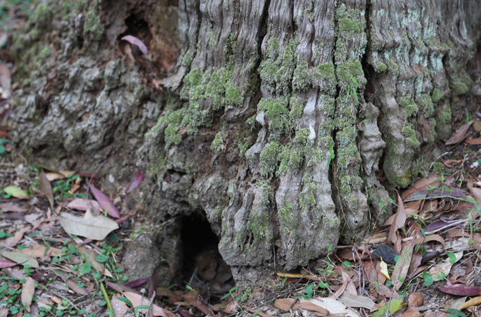 Then there are mosses that grow up the sides of trees and stumps of dead trees. This stump's ground-level hole is probably the front door to a perfectly safe hiding place for a small animal.