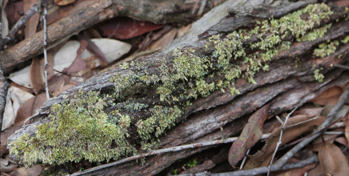 Downed and rotting logs in moist pockets are magnets for moss colonies in the Dawn Road Reserve
