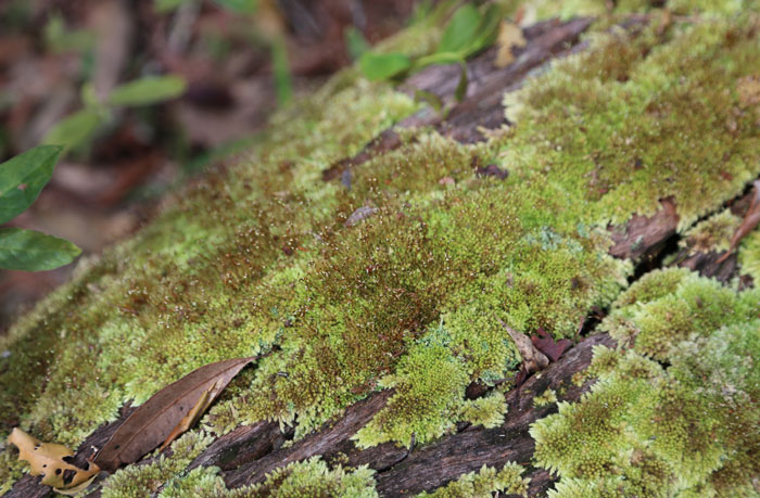 A close up of an unusual moss (possibly Leptostomum inclinans or pincushion moss) with its tiny upright stems