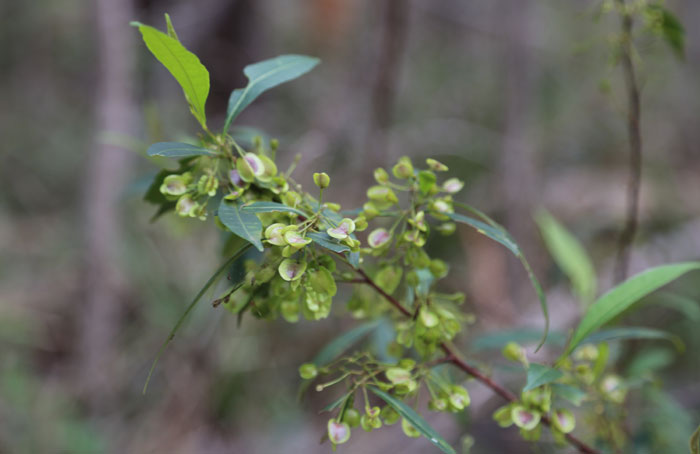 The forest hop bush (Dodonaea triquetra) shrub, a popular host plant for fiery jewel (Hypochrysops ignite) butterflies, has distinctive clumps of triangular, pale green and purple capsules that house its seeds.