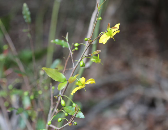 Perhaps the most persistent and widespread weed in the Dawn Road Reserve is the former garden plant known as the Mickey Mouse plant (Ochna serrulata). Not only is it difficult to remove or kill completely, this invasive weed comes back five times as aggressive if slashed, burned or inundated by floodwater