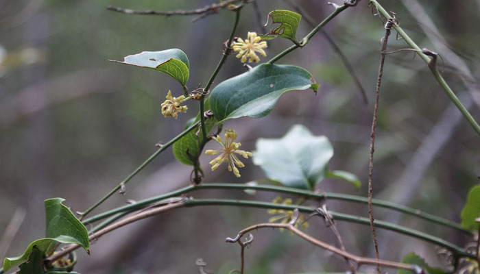 Known colloquially as the barbed wire vine (Smilax australis), this tough, wiry climber scrambles through many parts of the Dawn Road Reserve.