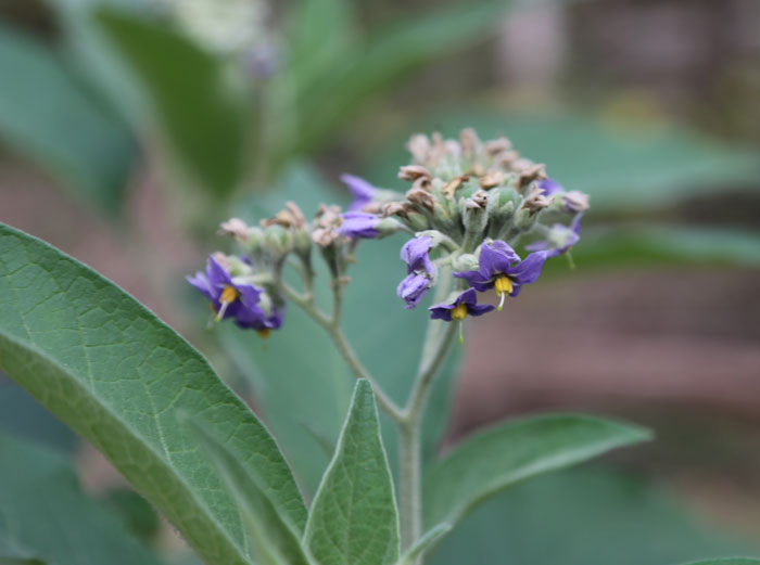 The distinctive cluster of purple blooms on this wild tobacco tree (Solanum mauritianum). While this long-lived tree usually grows up to 4m in height, it can reach up to 10m and its prolific seeds are easily spread by birds and other animals.